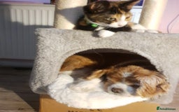 Cavalier King Charles Spaniel dogs for sale: Beautiful king's Chevalier spaniel  - Image 2