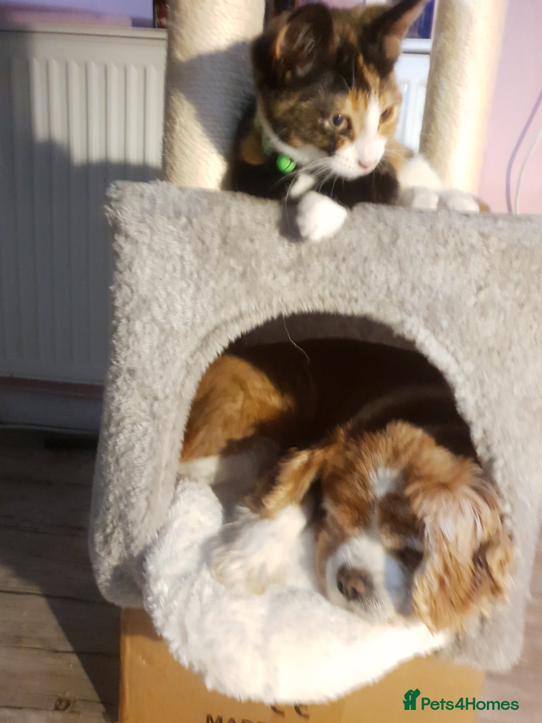 Cavalier King Charles Spaniel dogs for sale: Beautiful king's Chevalier spaniel  - Image 2