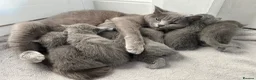 Russian Blue cats for sale: Russian Blue Kittens  - Advert 40