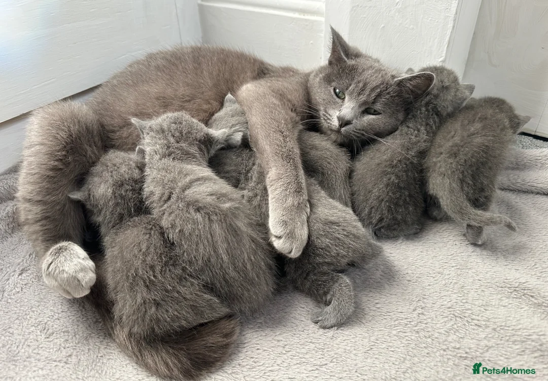 Russian Blue cats for sale: Russian Blue Kittens  - Advert 40