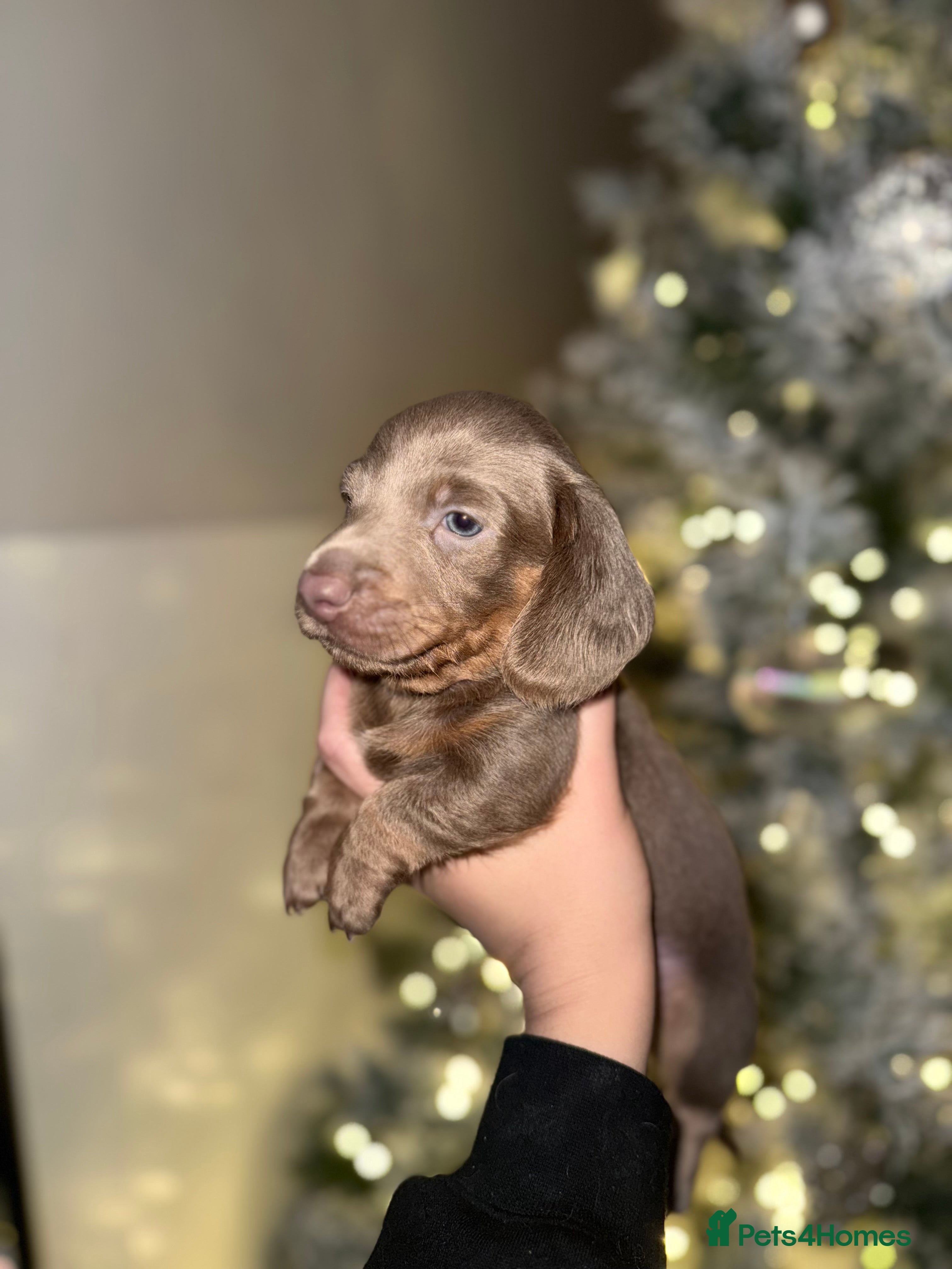 Miniature Dachshund dogs Miniature dachshund puppies - Advert 14