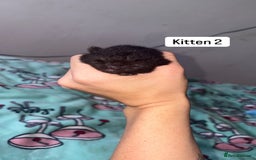 Domestic Shorthair cats for sale: 3 beautiful kittens - Image 9