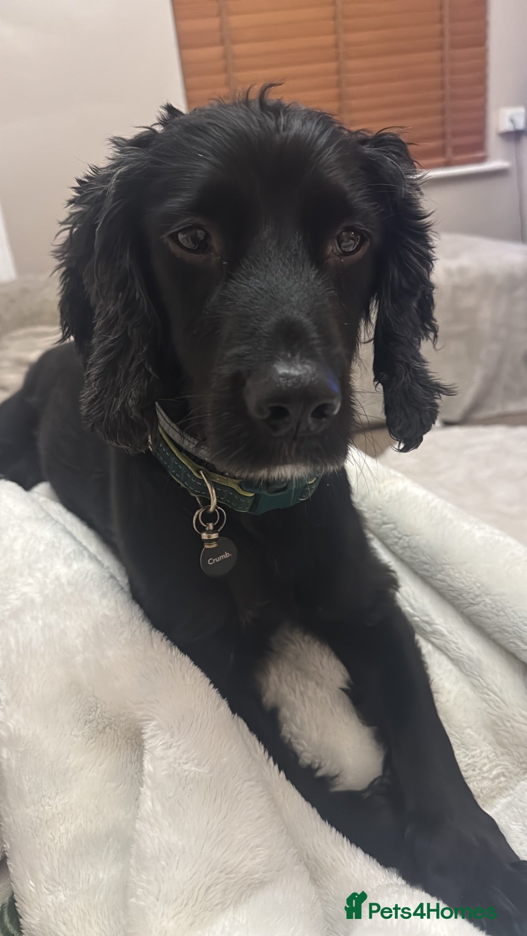 Cocker Spaniel dogs 8 year old male, neutered cocker spaniel  - Advert 1