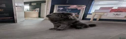 Shar Pei dogs for stud: STUD/BEAR COAT SHA PEI - Advert 1