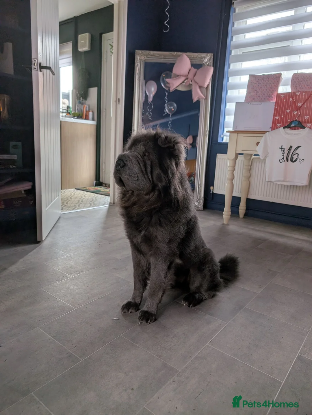 Shar Pei dogs for stud: STUD/BEAR COAT SHA PEI - Advert 1