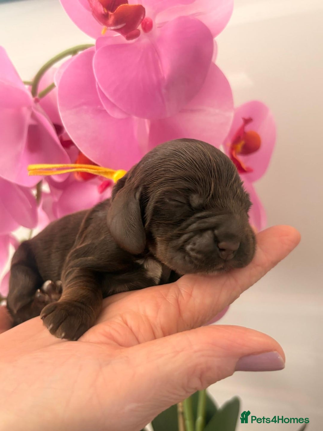 Cocker Spaniel dogs for sale: Stunning litter of show cocker spaniels  - Image 12