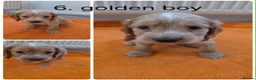 Cocker Spaniel dogs for sale: Beautiful cocker spaniel puppys - Advert 3