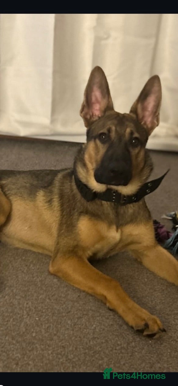 German Shepherd dogs Oti (Otis) - Advert 1