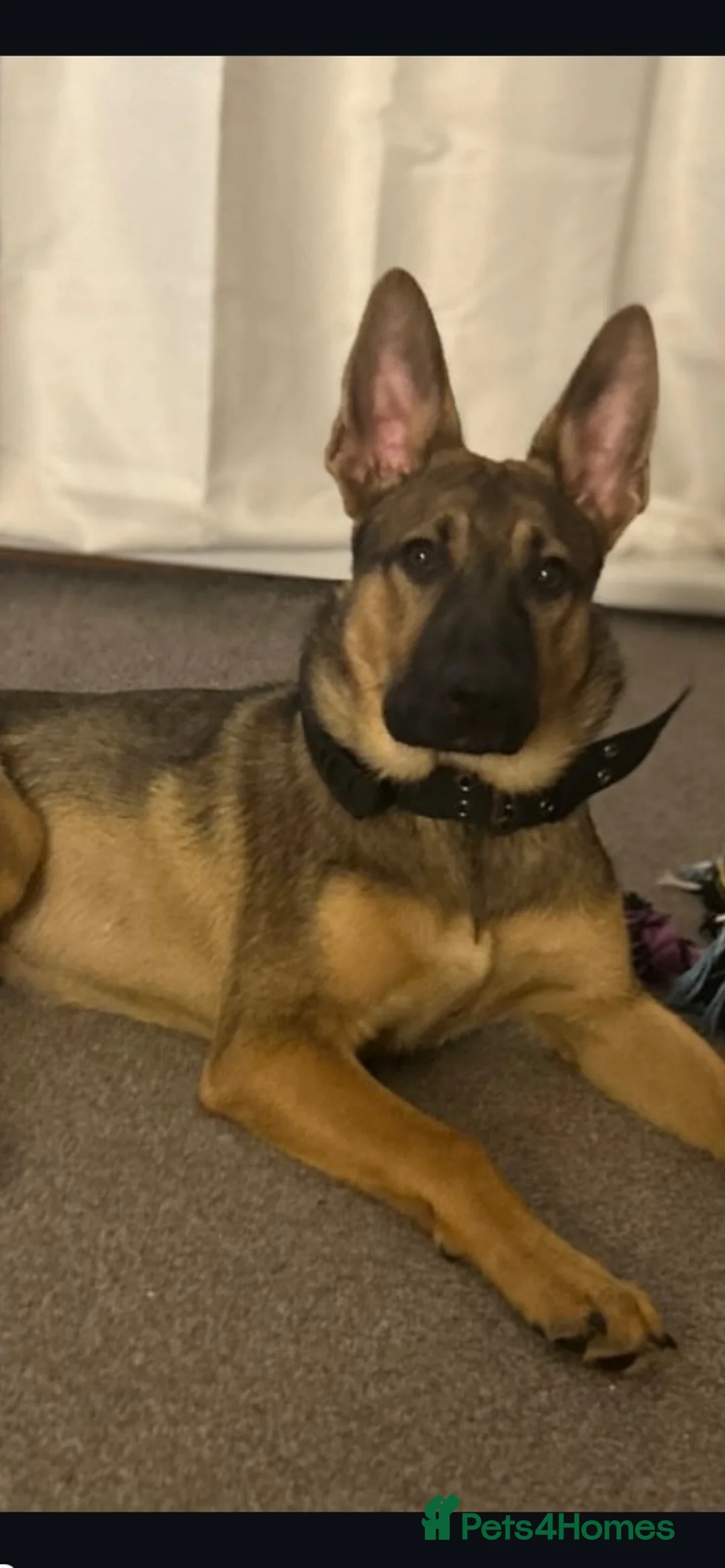 German Shepherd dogs for sale: Oti (Otis) in Canterbury - Advert 1