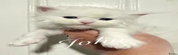 Maine Coon cats for sale: ANDERPRIDE has new Cub arrivals  - Advert 7