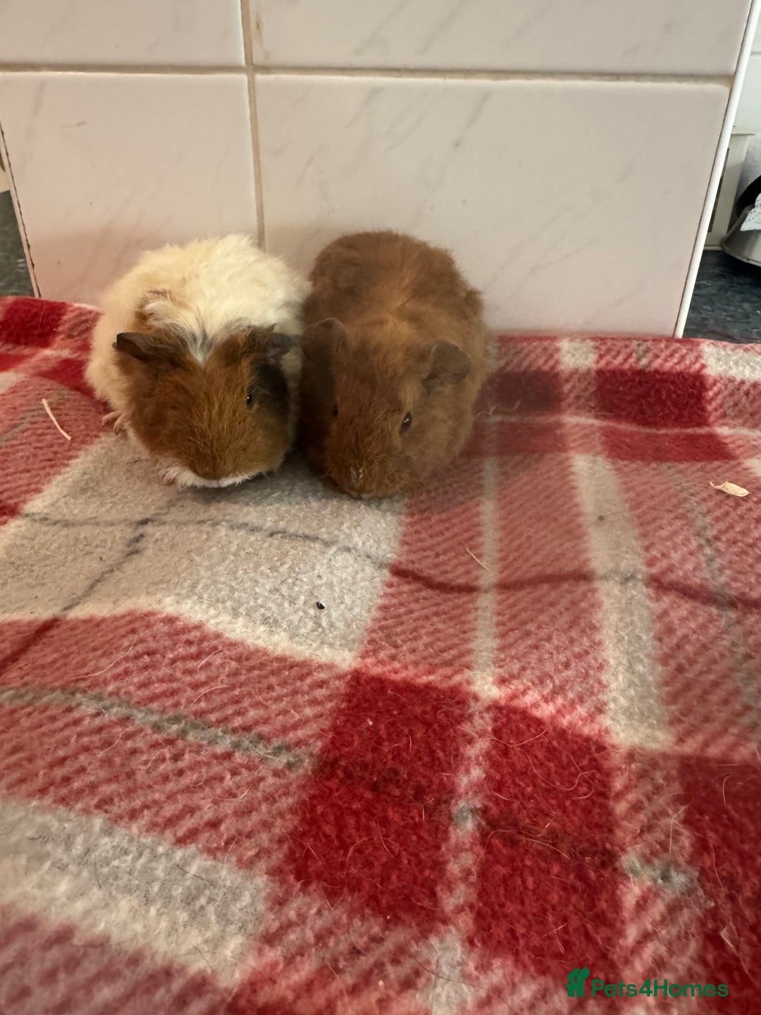 Guinea Pig rodents for sale: Beautiful baby guinea pigs  - Advert 5