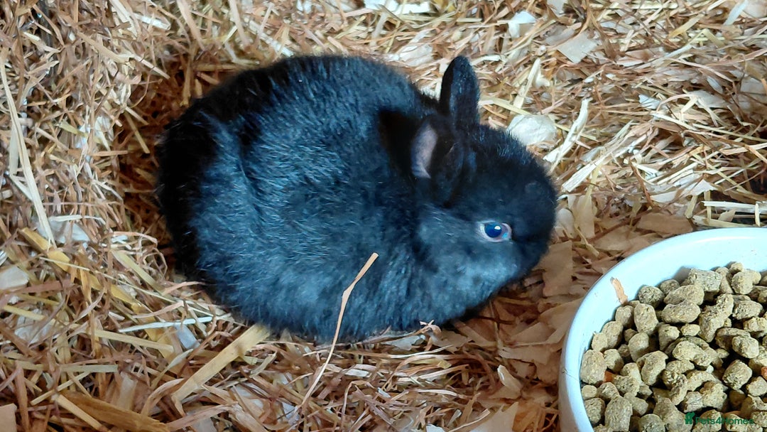 Netherland Dwarf rabbits for sale: Netherland dwarf BLACK & A CHOC BUCK  TO RESERVE  - Advert 10
