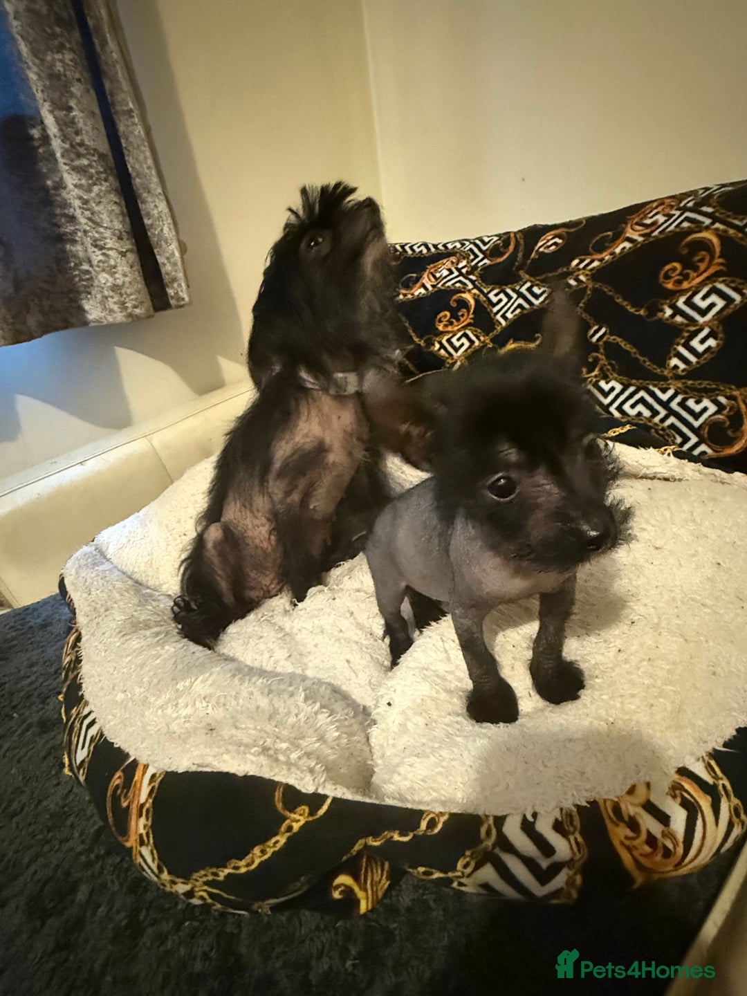 Chinese Crested dogs for sale: Beautiful little Chinese crested hairless puppy - Image 4