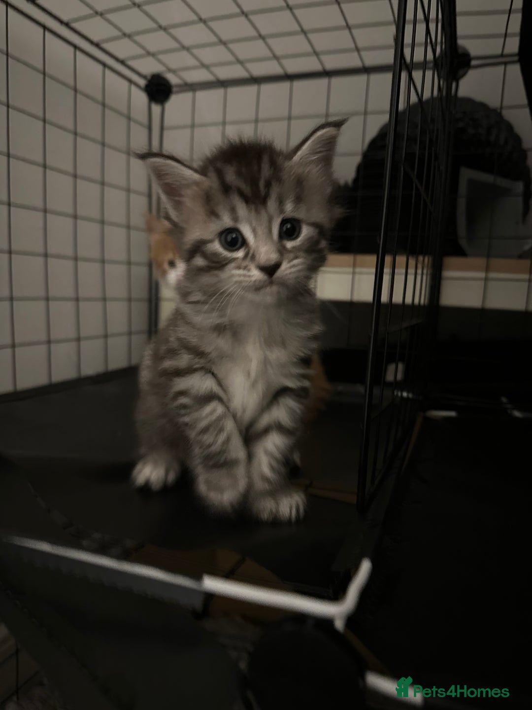 Maine Coon cats for sale: 6x Maine Coon kittens for sale - Advert 6