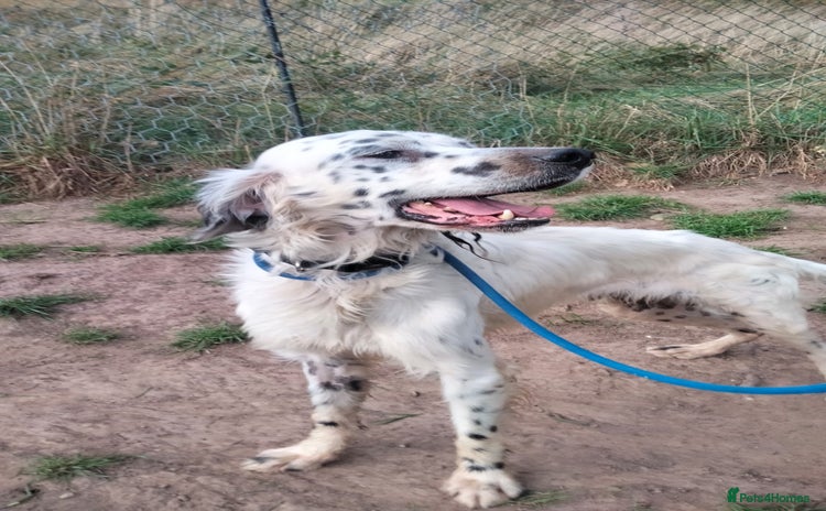 English Setter dogs Pol   - Advert 11