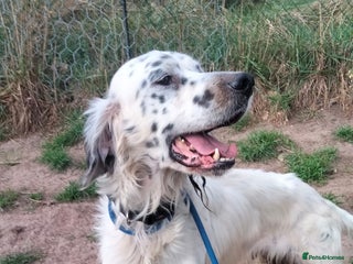 English Setter dogs Pol - Advert 9