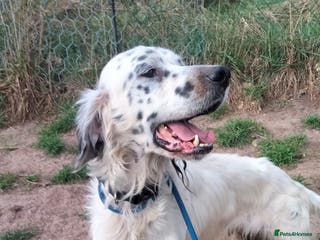 English Setter dogs Pol - Advert 5