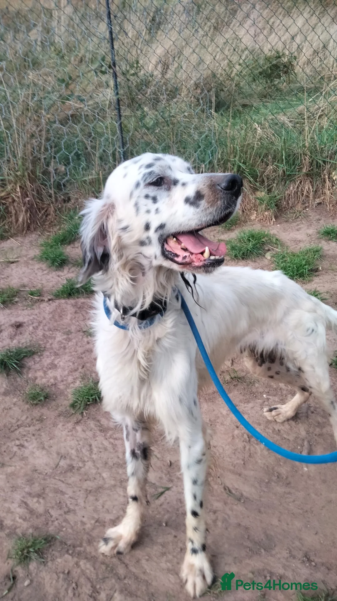 English Setter dogs for adoption: Pol   - Advert 1