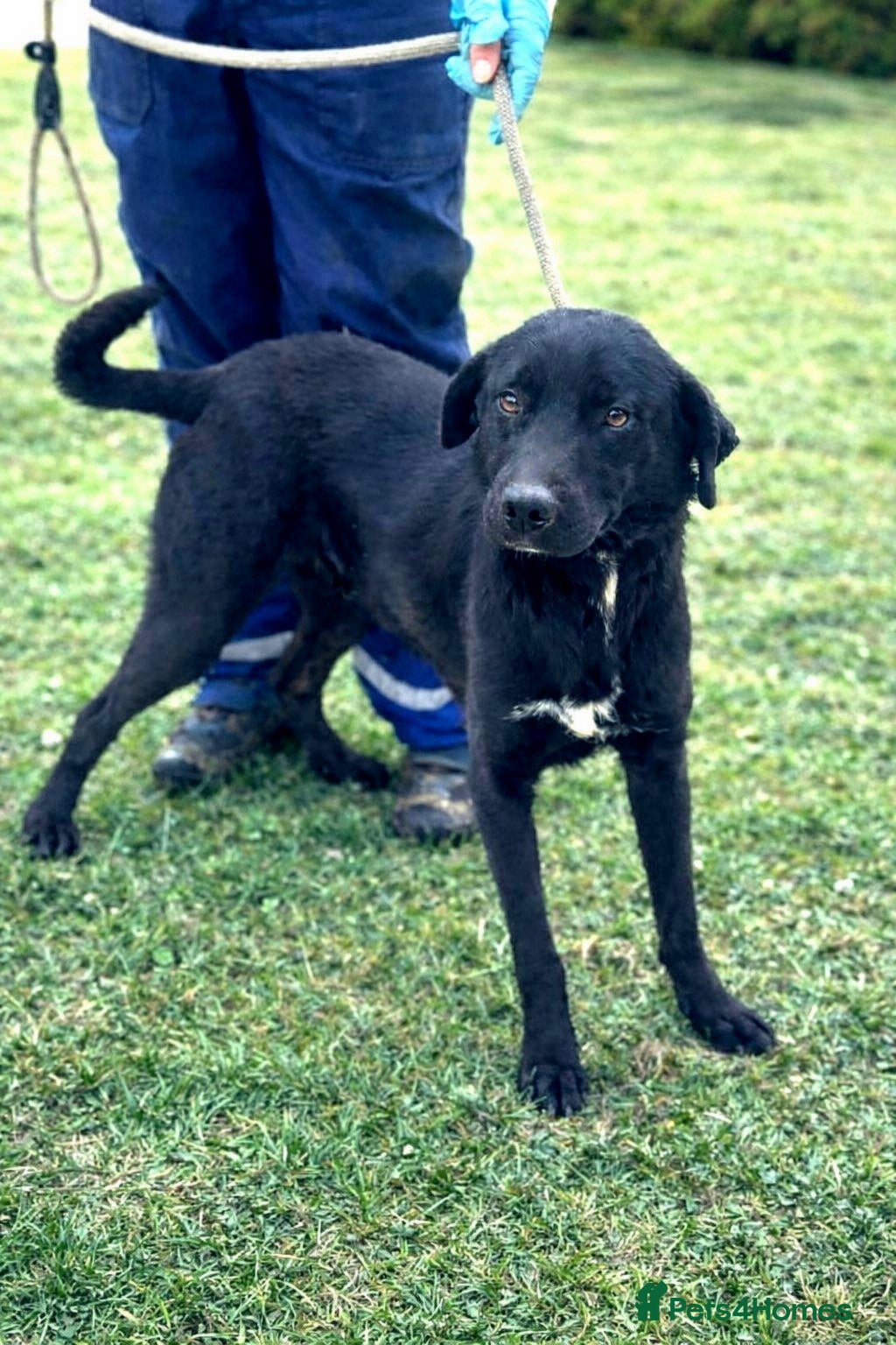 Mixed Breed dogs 🐾 Twixie – a good heart waiting to be chosen 🤍 - Advert 1