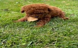 Toy Poodle dogs for sale: Poodle Toy Puppy calm, gentle, with full doc. - Image 23
