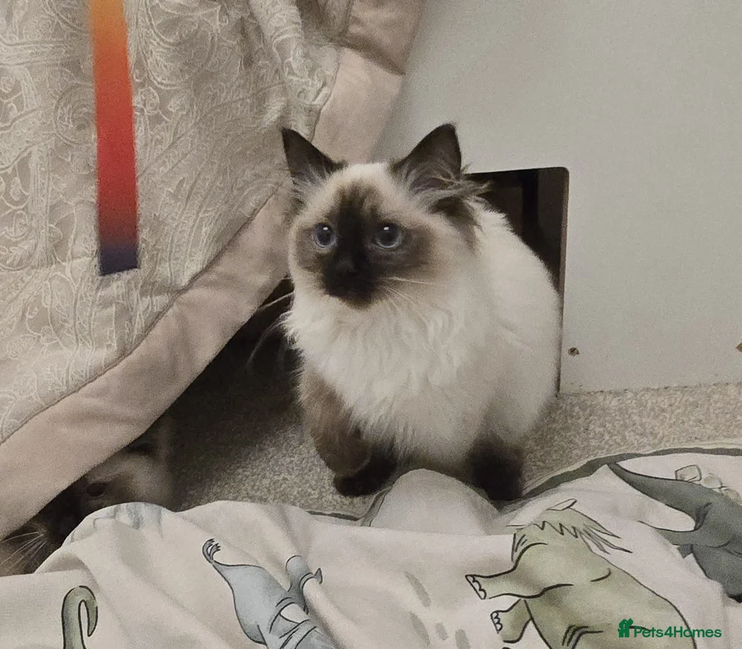 Ragdoll cats for sale: Ragdoll - Advert 16