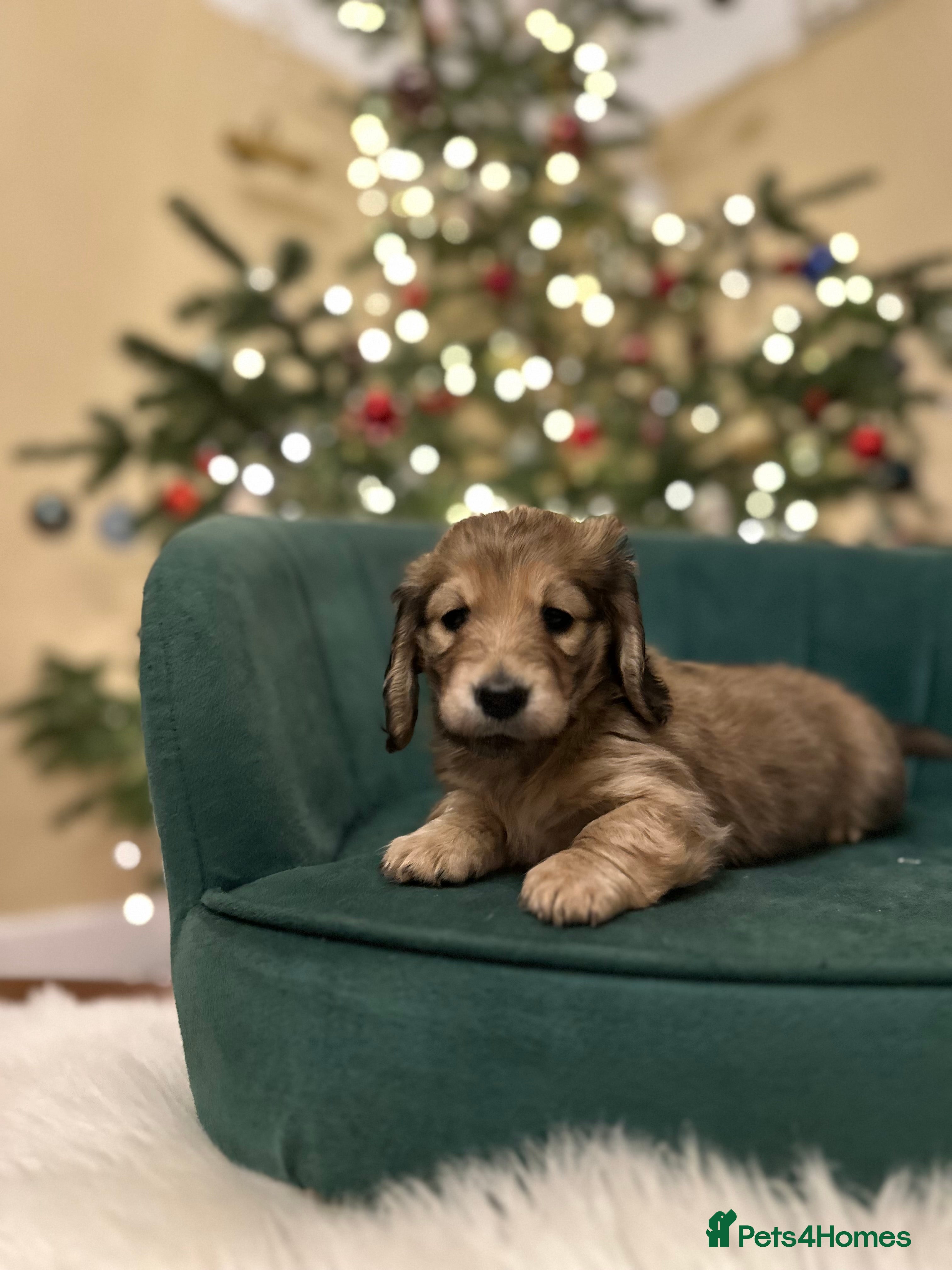 Miniature Dachshund dogs Beautiful cream miniature longs  - Advert 1
