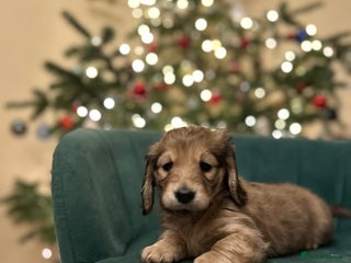 Miniature Dachshund dogs Beautiful cream miniature longs - Advert 1