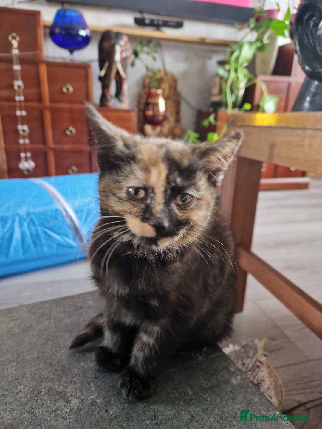 Mixed Breed cats for sale: 4 Beautiful kittens ready for loving home  ♥️ - Image 25
