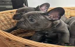 French Bulldog dogs for sale: Solid Blue French Bulldog  - Image 28