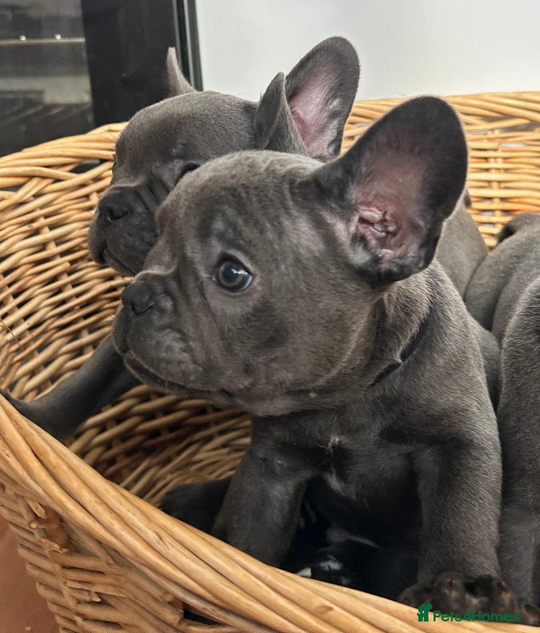 French Bulldog dogs for sale: Solid Blue French Bulldog  - Image 28