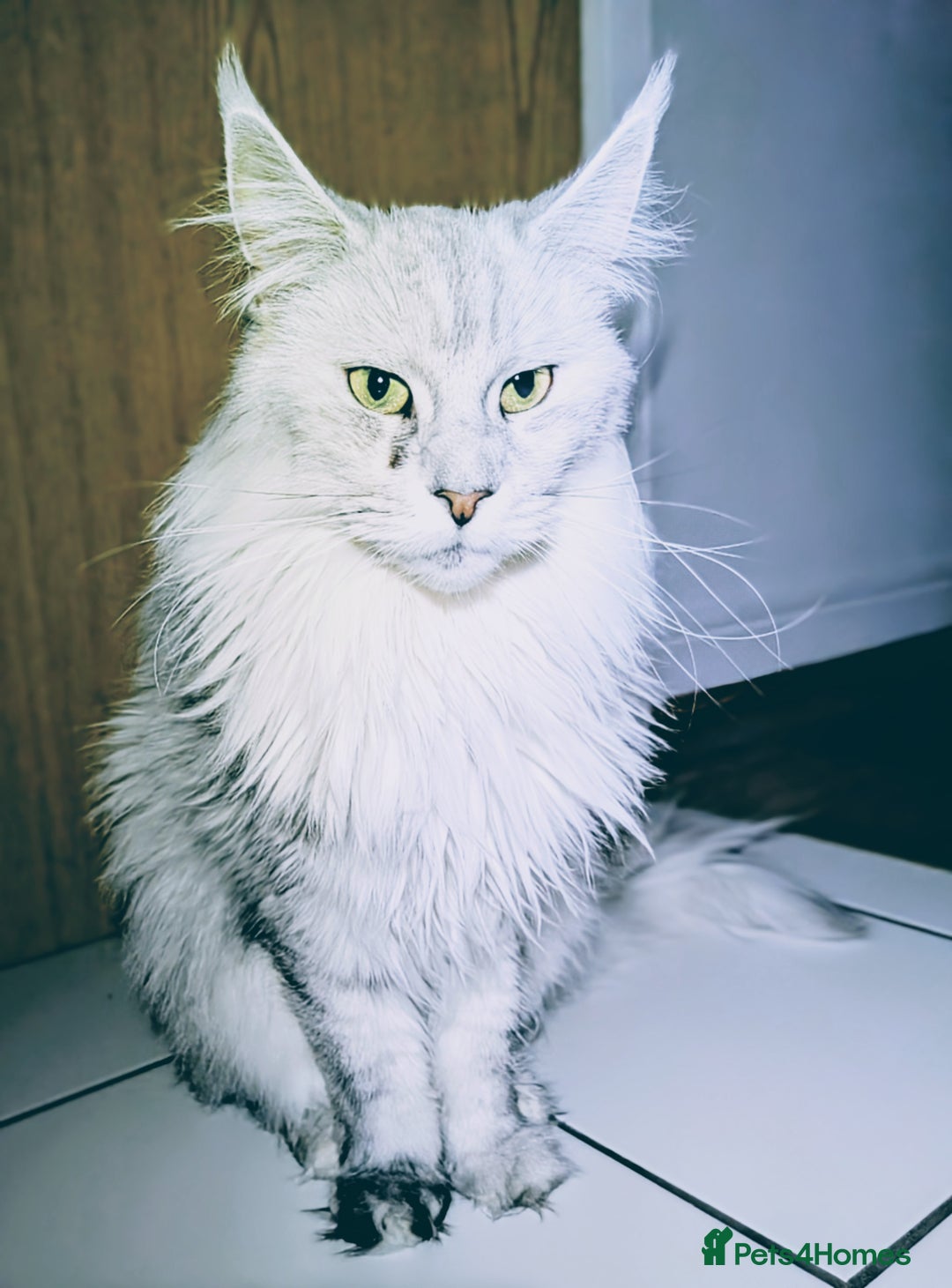 Maine Coon cats for sale: Female Maine coon needing home - Image 4