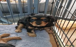 Cavalier King Charles Spaniel dogs for sale: 2 Cavalier king Charles puppies left - Image 10