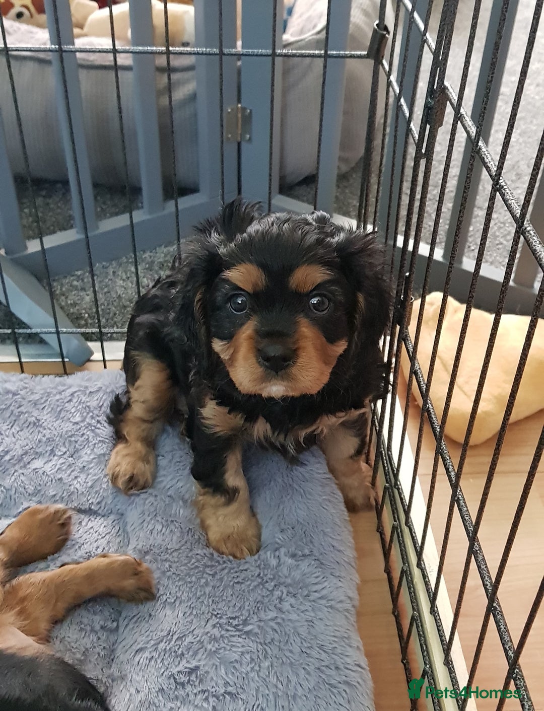 Cavalier King Charles Spaniel dogs for sale: 2 Cavalier king Charles puppies left - Image 10
