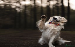 Golden Retriever dogs for stud: Fully health tested therapy dog  - Image 27