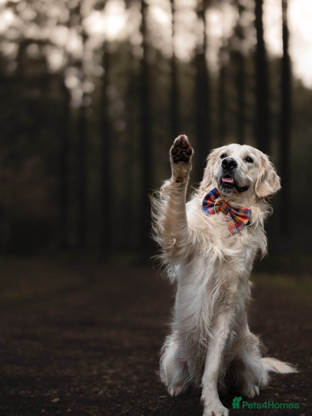 Golden Retriever dogs for stud: Fully health tested therapy dog  - Image 27