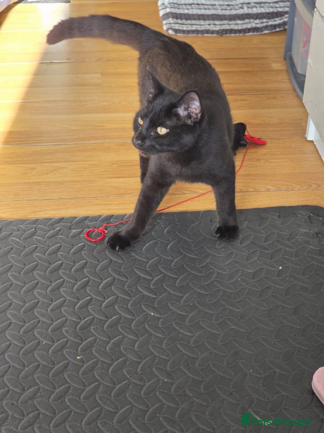 Domestic Shorthair cats for sale: Free neutered family friendly cat for a good home  - Image 3