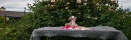 Whippet dogs for sale: Brindle whippets  in Holyhead - Advert 6
