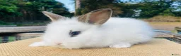 Lionhead rabbits for sale: Stunning double maned lionhead rabbits - Advert 2