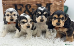 Cocker Spaniel dogs for sale: Health tested show cocker spaniels - Image 1