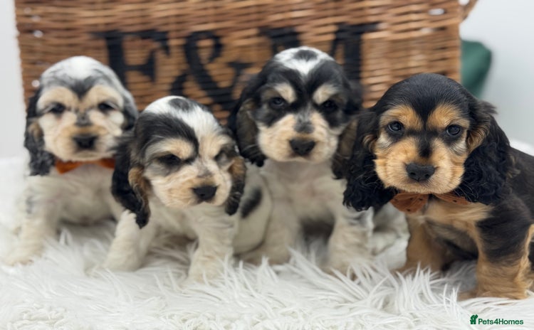 Cocker Spaniel dogs - Advert 11