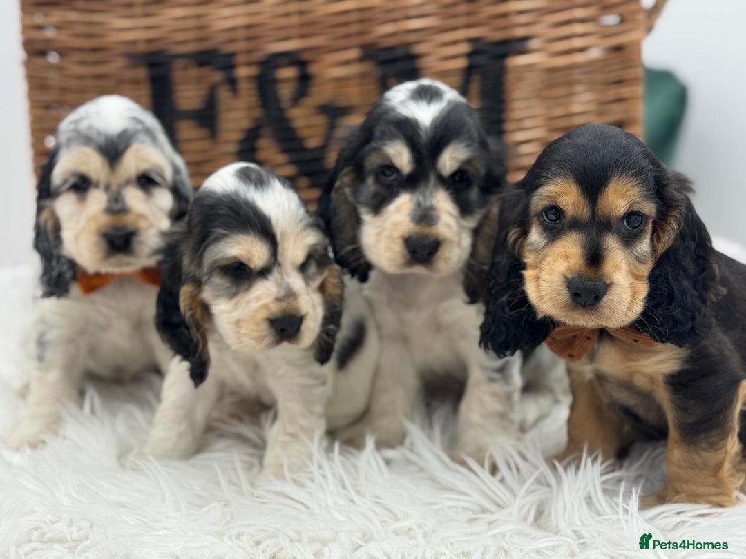 Cocker Spaniel dogs for sale: Health tested show cocker spaniels - Image 1