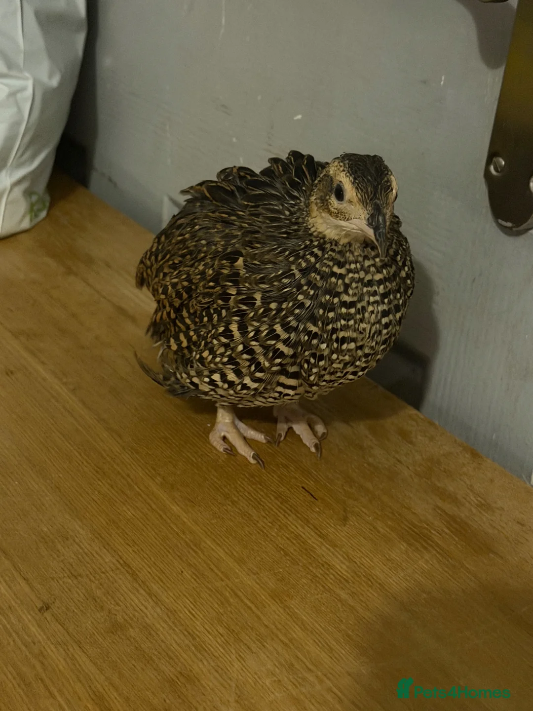 Pheasants poultry for sale: Black francolin females for sale  - Advert 2