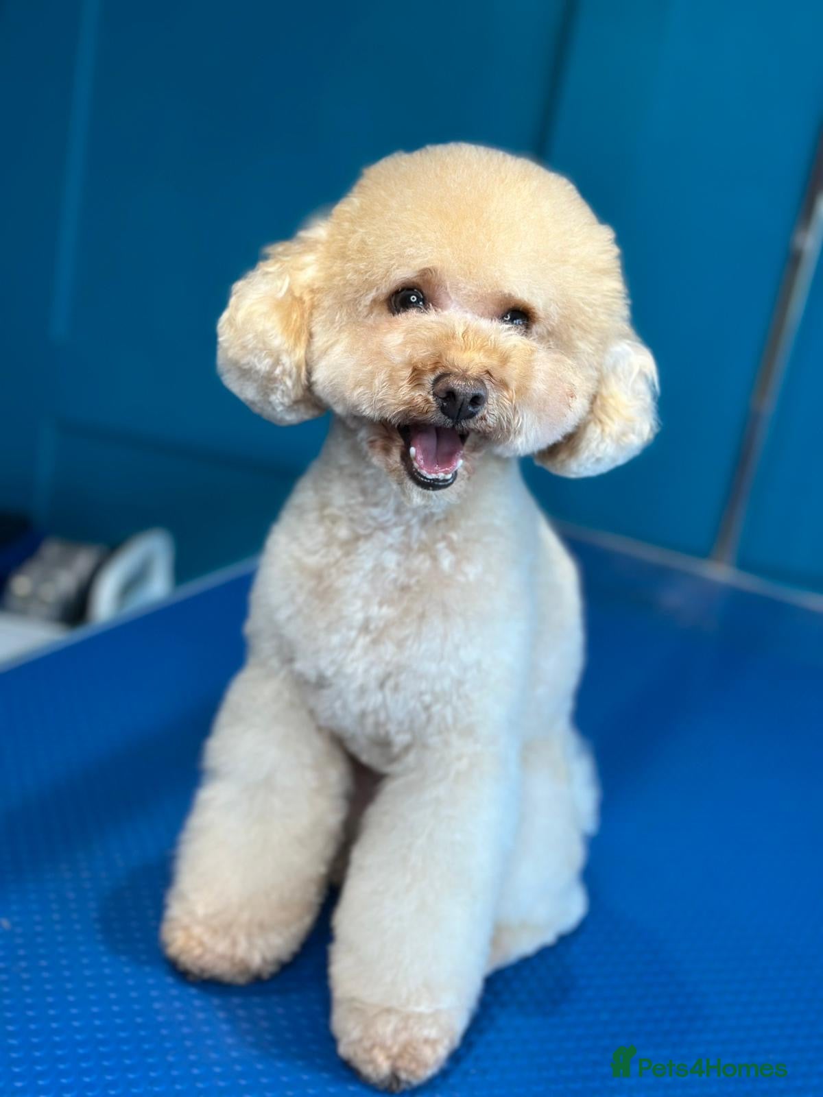 Toy Poodle dogs Kc reg stunning toy poodle excellent sire  - Advert 2
