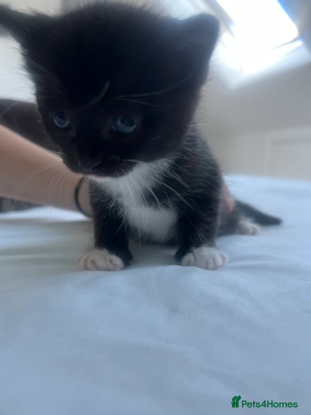 Mixed Breed cats for sale: Beautiful Kittens x3 in Littlehampton - Advert 2