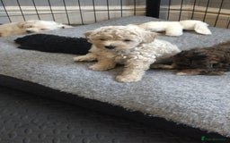Poochon dogs for sale: Poochons💥 2 Beauties READY TO LEAVE NOW 💥  - Image 27