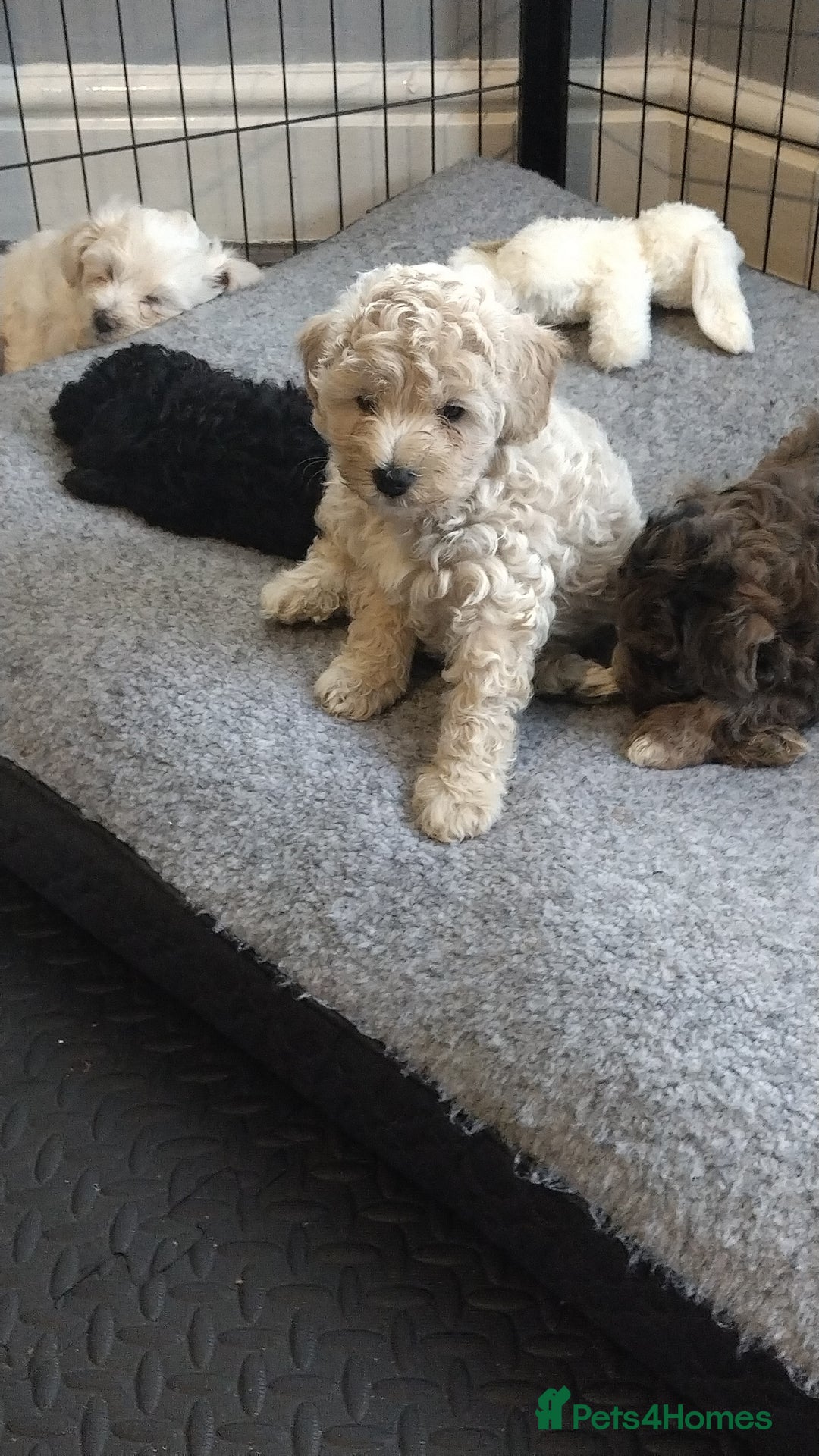 Poochon dogs for sale: Poochons💥 2 Beauties READY TO LEAVE NOW 💥  - Image 27