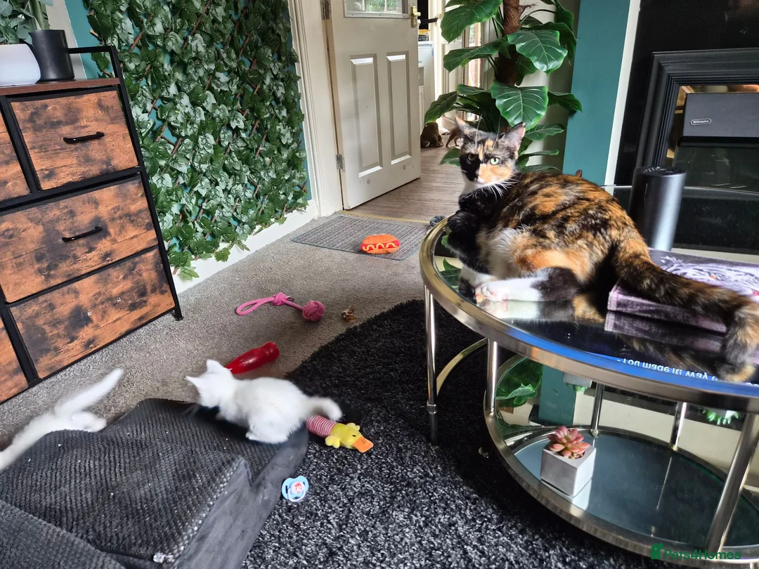 Mixed Breed cats for sale: 3 white kittens - Advert 4