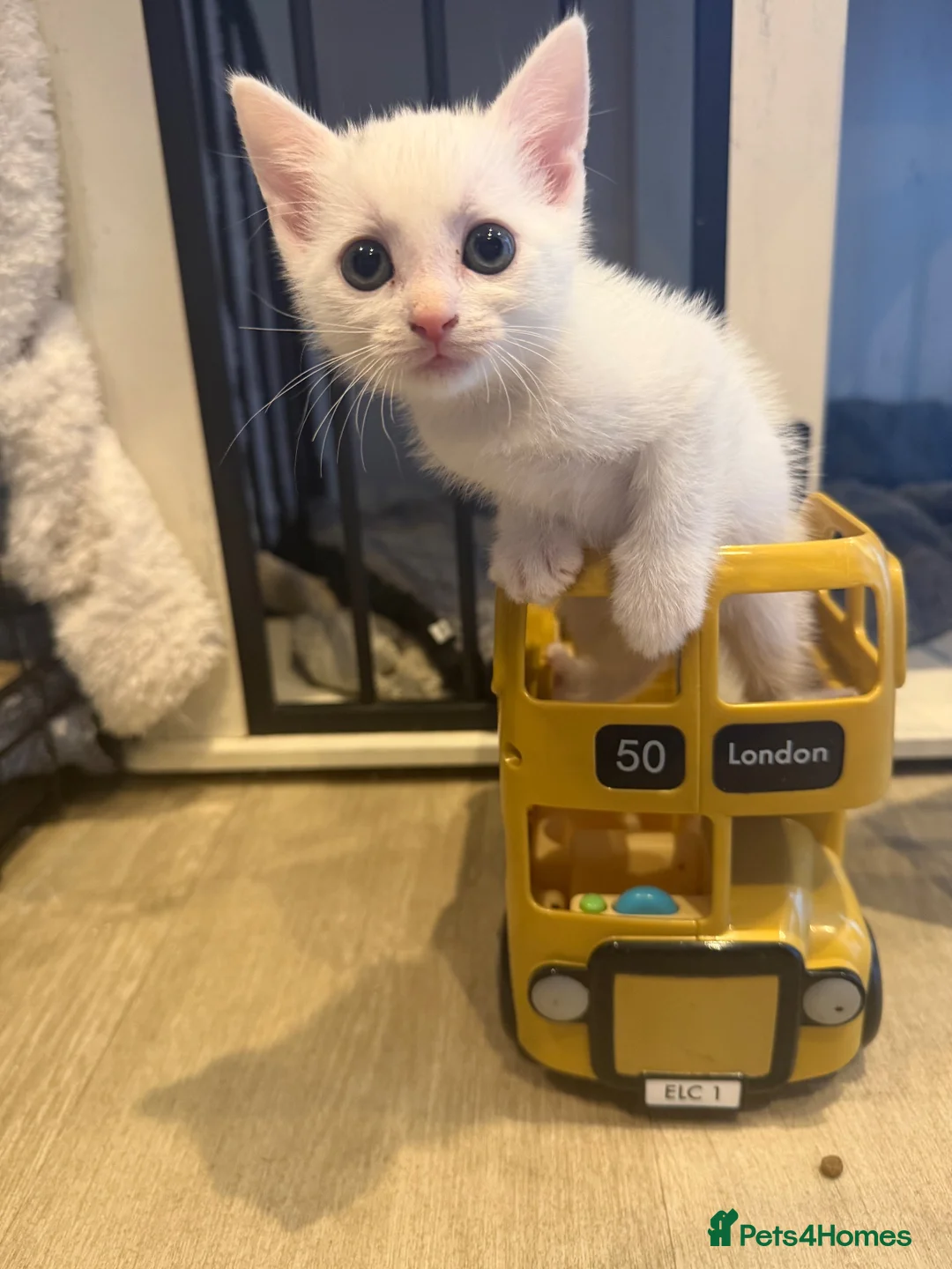 Mixed Breed cats for sale: Beautiful kittens ready soon - Advert 10