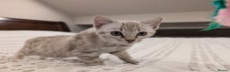 Bengal cats for sale: 🤍🩶 Stunning Snow Bengal Kittens 🩶🤍 - Advert 5