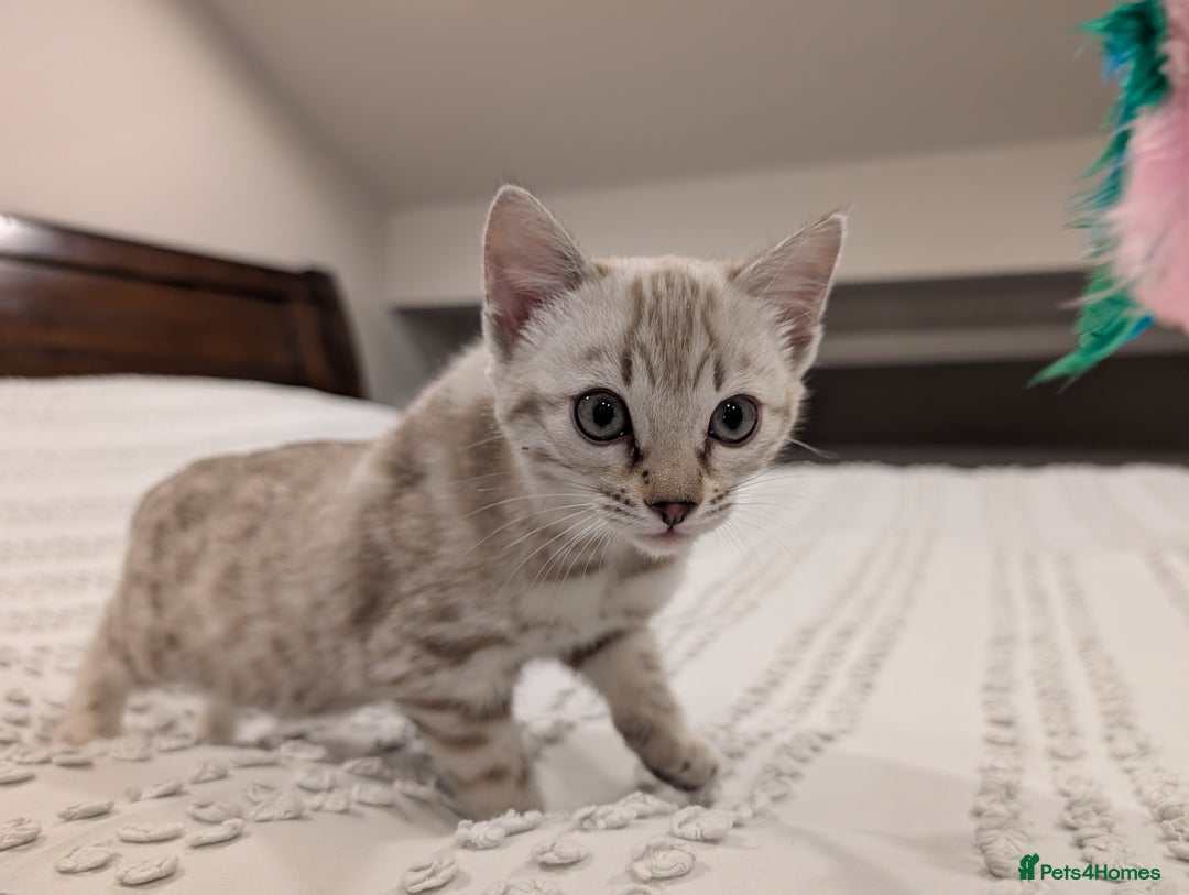 Bengal cats for sale: 🤍🩶 Stunning Snow Bengal Kittens 🩶🤍 - Advert 5